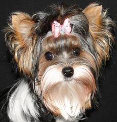 Adorable Biewers - Dog Breeders