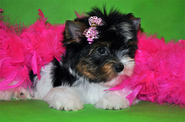 Nevaeh Yorkies & Biewers - Dog and Puppy Pictures