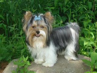 Absolutely Adorable Biewers & Original Ragdoll Cats Taking Deposits For Next Litter - Dog Breeders