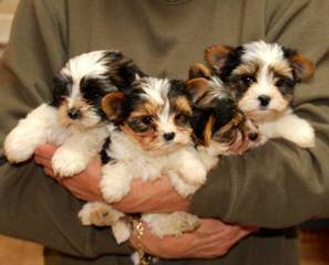 Mi-Ki Puppies-Oldest Breeder(1992)-Show Or Pets Available - Dog Breeders