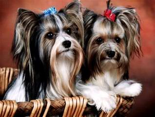 House of Wagging Tails - Dog Breeders