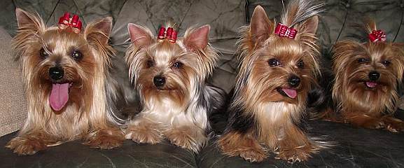 Sweet Biewers &Yorkies - Dog and Puppy Pictures