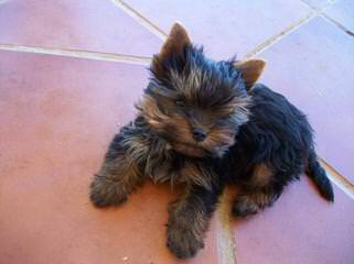 Calaryn Biewers and Yorkshire Terriers - Dog Breeders