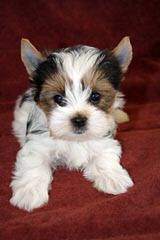 Windy Hill Biewers And Yorkies - Dog and Puppy Pictures