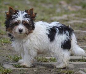 Biewer Yorkshire Terrier A La Pom Pon – German Yorkie Puppy Dogs - Dog Breeders