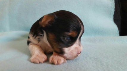 Biewers And Yorkshire Terriers Of Calaryn - Dog Breeders