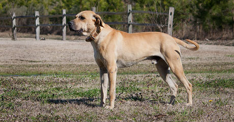 Givens Black Mouth Cur - Dog and Puppy Pictures