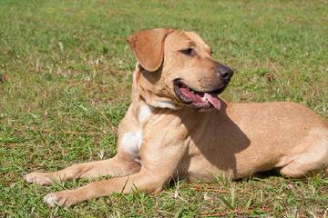 Cajun Curs - Dog and Puppy Pictures