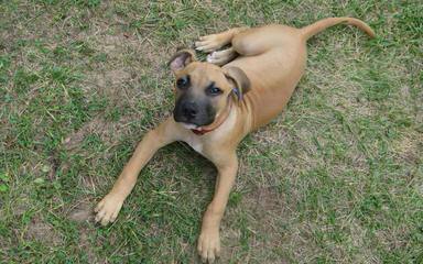 Yellow Black Mouth Cur Pups - Dog Breeders