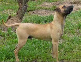 Hobbs Blackmouth Curs - Dog Breeders