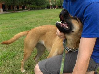 Big Sky Curs - Dog Breeders