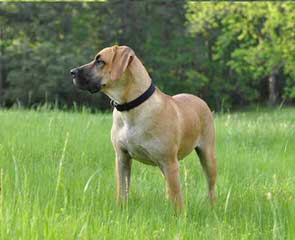 Southern Heritage Blackmouth Curs - Dog Breeders