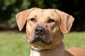 RADERS BLACK MOUTH CUR - Dog Breeders