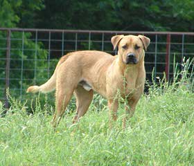 Murdock’s Prize Pups - Dog Breeders