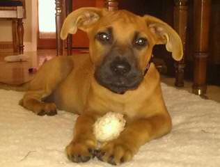 Yellow Blackmouth Cur - Dog Breeders