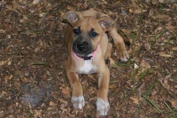 Yellow Blackmouth Cur - Dog and Puppy Pictures