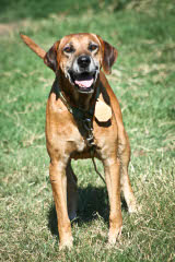 Bob Fogel Blackmouth Curs - Dog Breeders