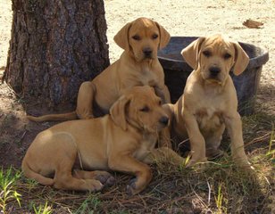 Seco Creek Kennels - Dog Breeders