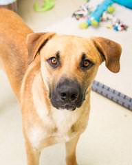 Givens Black Mouth Cur - Dog and Puppy Pictures