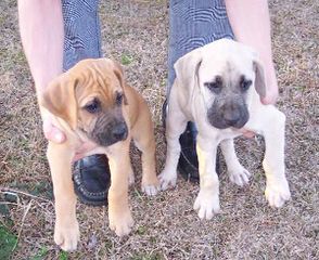 Yellow Blackmouth Cur - Dog Breeders