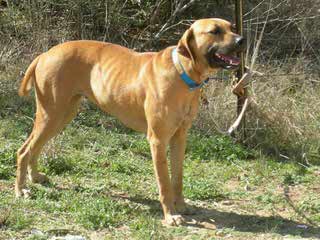 Yellow Blackmouth Cur - Dog and Puppy Pictures