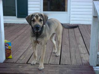 Yellow Black Mouth Cur Pups - Dog and Puppy Pictures