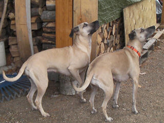 RADERS BLACK MOUTH CUR - Dog Breeders