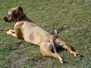 Yellow Blackmouth Cur - Dog Breeders