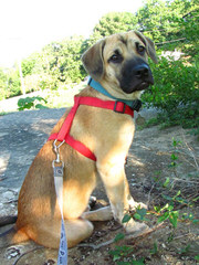 Givens Black Mouth Cur - Dog Breeders