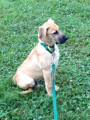 Yellow Blackmouth Cur - Dog and Puppy Pictures