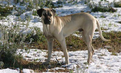 Borne iN the Bone Kennel - Dog Breeders