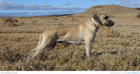 RADERS BLACK MOUTH CUR - Dog and Puppy Pictures