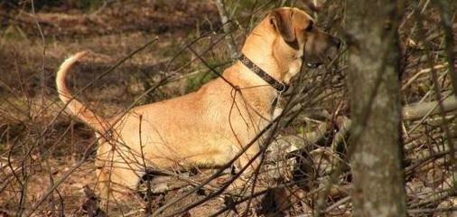 Borne iN the Bone Kennel - Dog Breeders