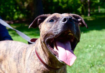 Yellow Blackmouth Cur - Dog Breeders