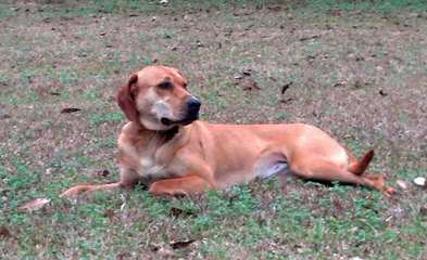 Heart Of Dixie Black Mouth Curs - Dog Breeders