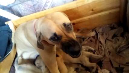 Yellow Black Mouth Cur Pups - Dog and Puppy Pictures