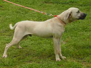 Bob Fogel Blackmouth Curs - Dog Breeders