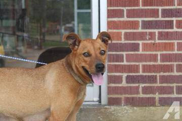 Yellow Black Mouth Cur Pups - Dog Breeders