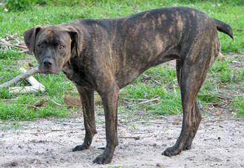 Heart Of Dixie Black Mouth Curs - Dog and Puppy Pictures