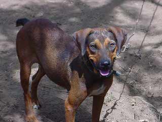 Cajun Curs - Dog Breeders