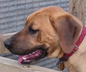 Yellow Black Mouth Cur Pups - Dog and Puppy Pictures