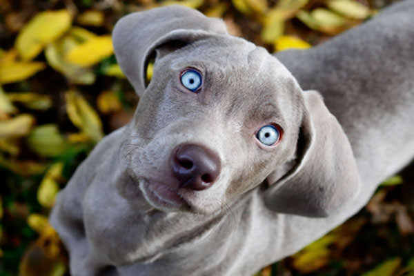 Blue Lacy Dogs and Puppies