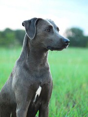 Jim Brooks Lacys - Dog and Puppy Pictures