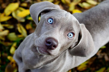 American Blue Lacy Dogs - Dog Breeders