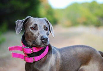 Blue Lacey/Walker Pups - Dog and Puppy Pictures