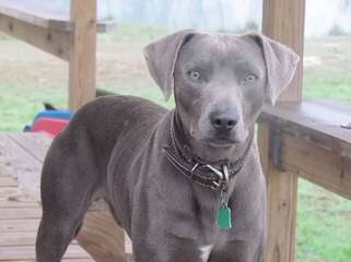 American Blue Lacy Dogs - Dog Breeders