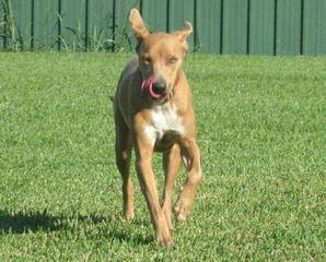 American Blue Lacy Dogs - Dog and Puppy Pictures