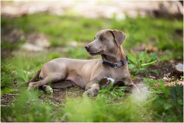 Graham’s Blue Lacys - Dog Breeders