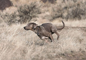 American Blue Lacys - Dog Breeders