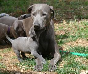 American Blue Lacy Dogs - Dog and Puppy Pictures